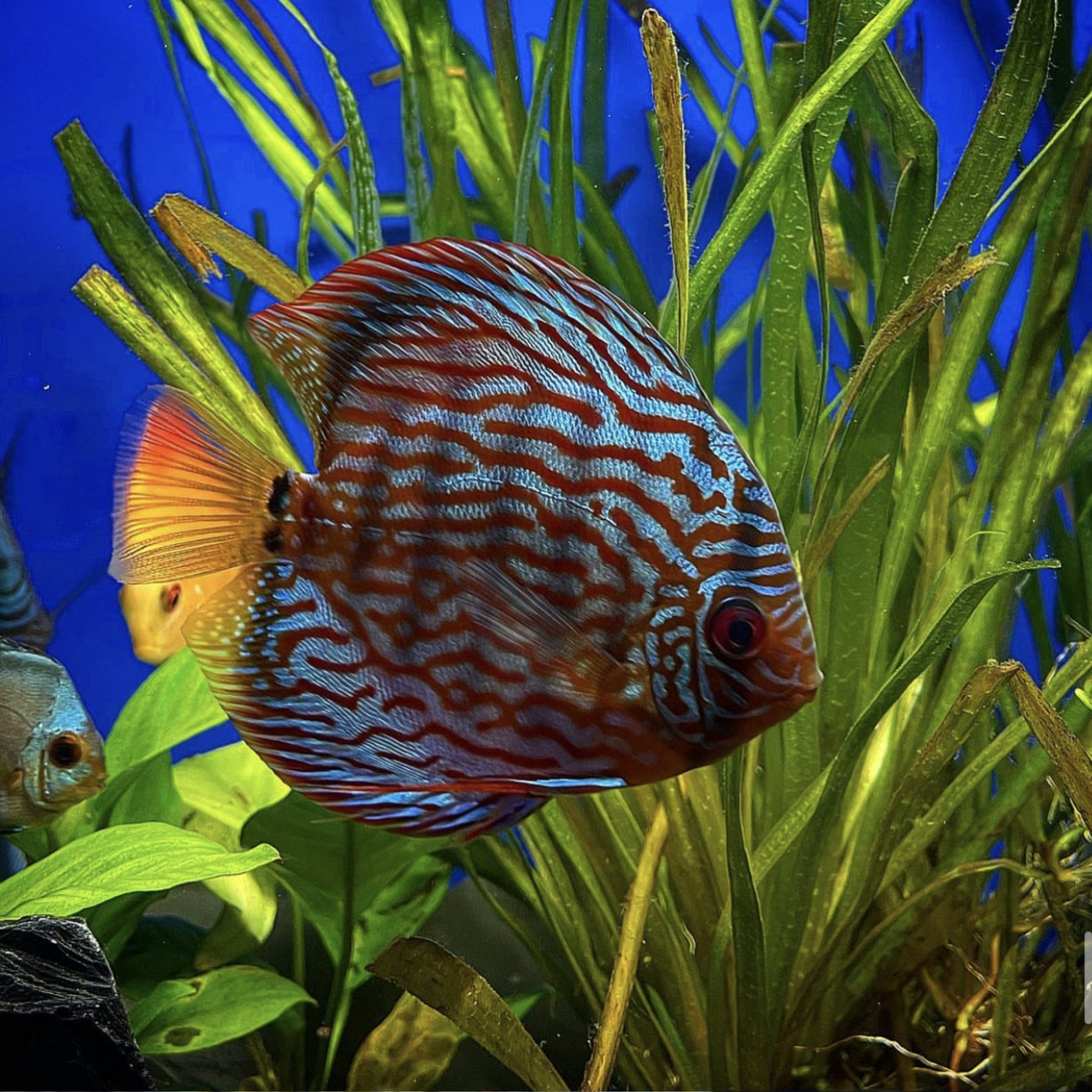 Discus